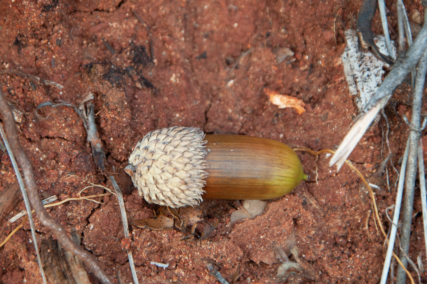 Изображение особи Quercus coccifera.