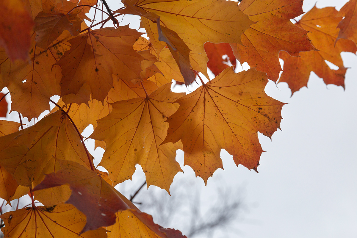 Image of Acer platanoides specimen.