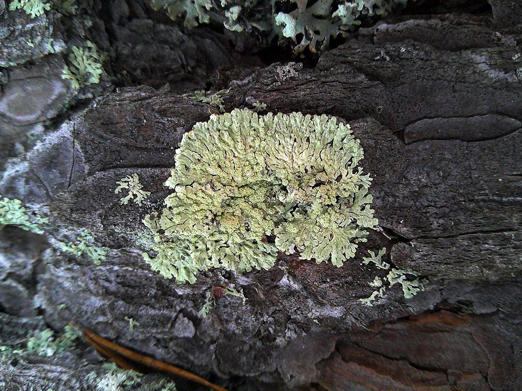 Изображение особи Parmeliopsis ambigua.