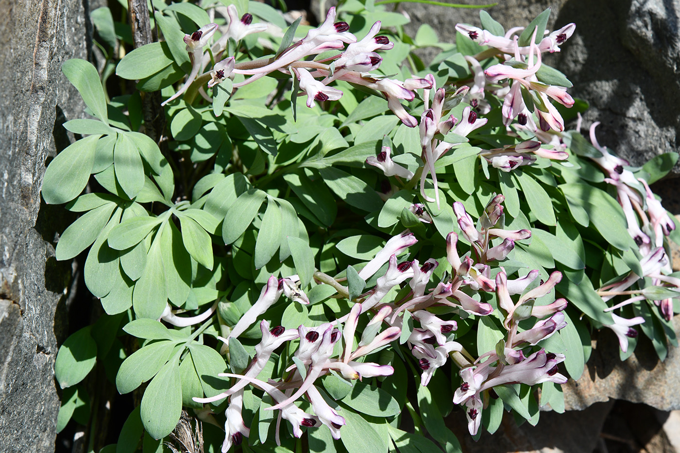 Изображение особи Corydalis schanginii.