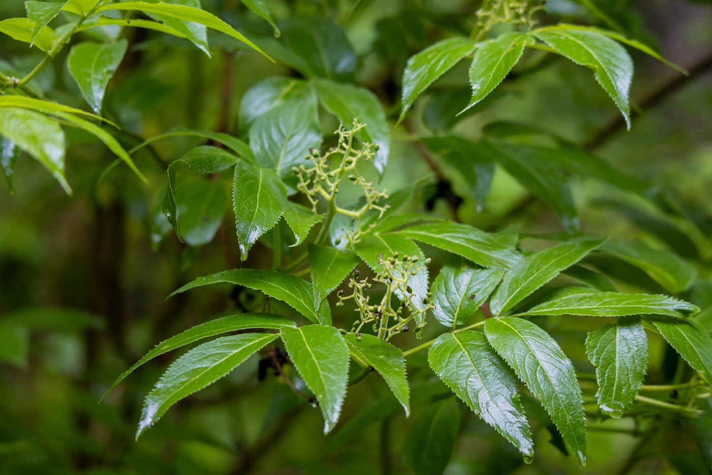 Image of Sambucus sibirica specimen.