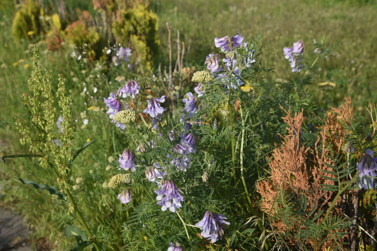 Image of genus Vicia specimen.