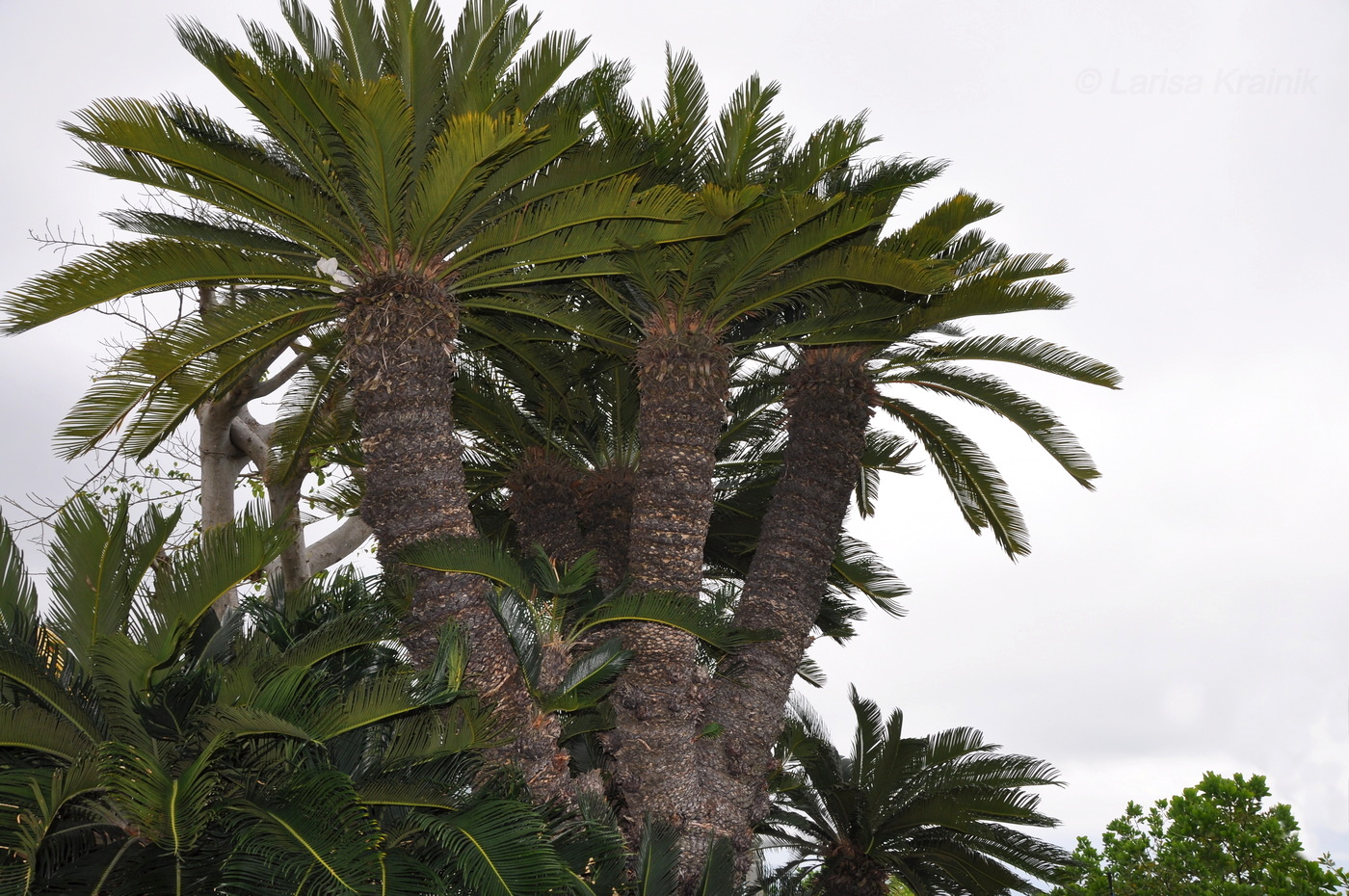 Image of Cycas revoluta specimen.