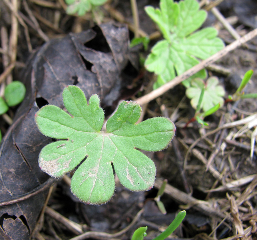 Изображение особи Geranium pusillum.