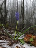 Muscari armeniacum. Цветущее растение. Краснодарский край, м/о город-курорт Геленджик, хр. Коцехур, широколиственный лес. 2 мая 2026 г.