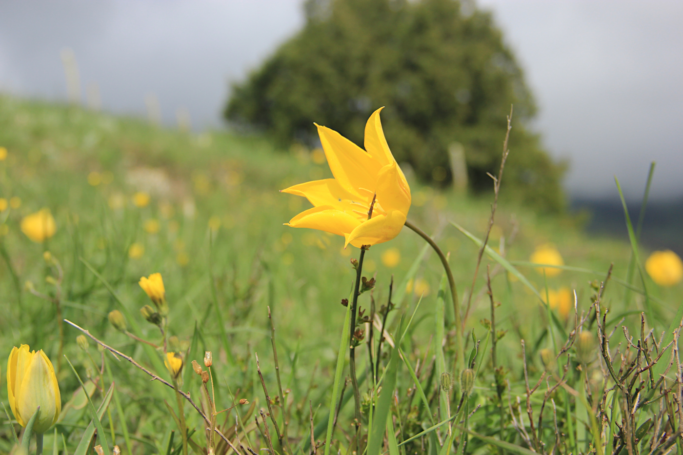 Изображение особи Tulipa suaveolens.