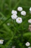 Achillea ptarmica. Соцветия (махровая форма). Московская обл., г. Подольск, цветник. 08.08.2025.