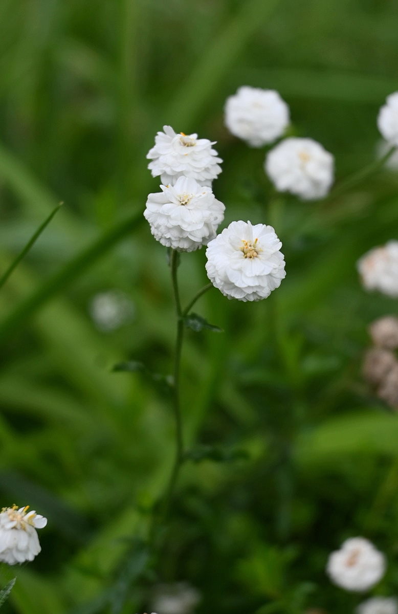 Изображение особи Achillea ptarmica.