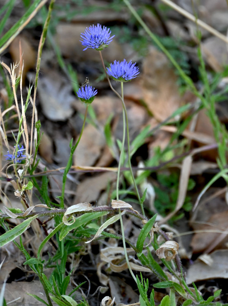 Image of Jasione montana specimen.