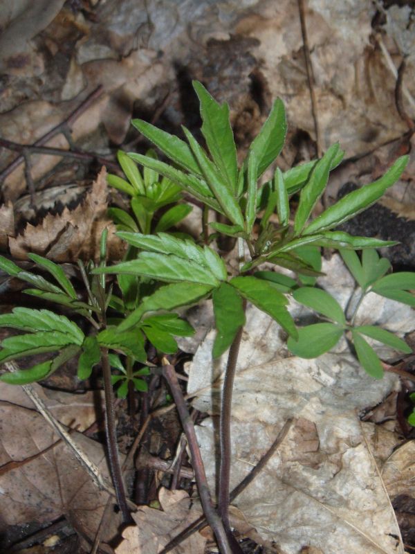 Изображение особи Cardamine bulbifera.