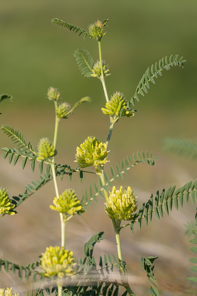 Image of Astragalus ponticus specimen.