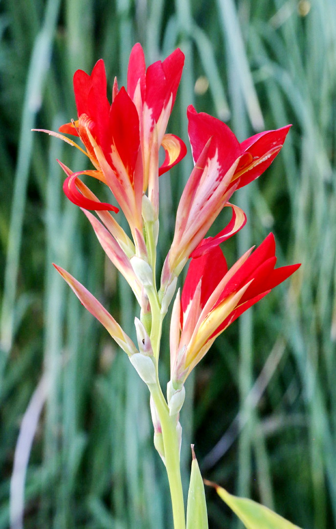 Image of genus Canna specimen.