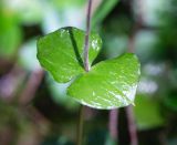 Listera nipponica