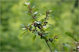 Frangula alnus. Верхушка ветви с соплодиями разной степени зрелости. Московская обл., Раменский р-н, окр. дер. Хрипань, садовый участок. 21.07.2026.