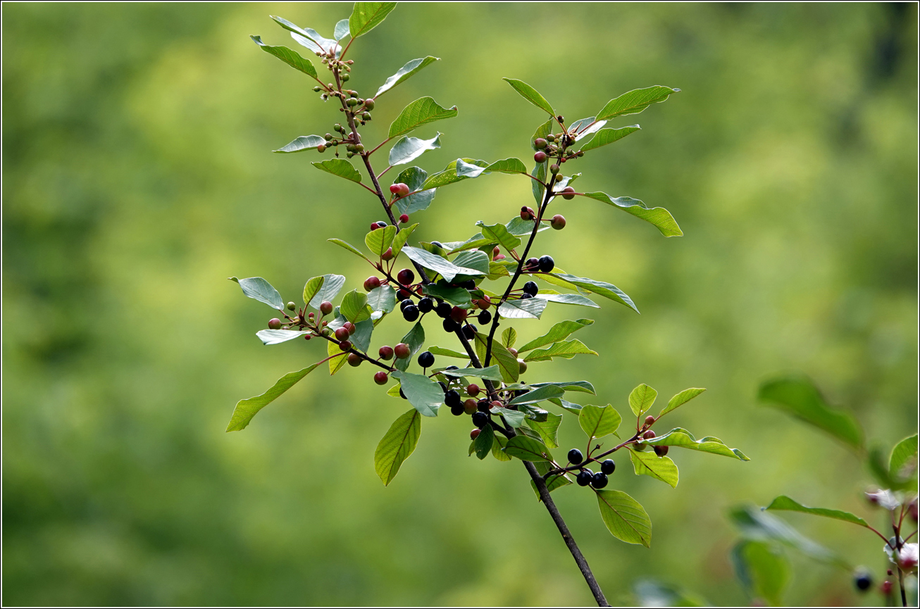 Image of Frangula alnus specimen.
