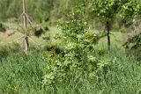 Lonicera tatarica. Цветущее растение. Татарстан, окр. с. Камское Устье, дол. р. Волга, опушка смешанного леса (с преобладанием Pinus и Betula) у края скошенного поля, разнотравно-злаковый луг. 01.06.2026.