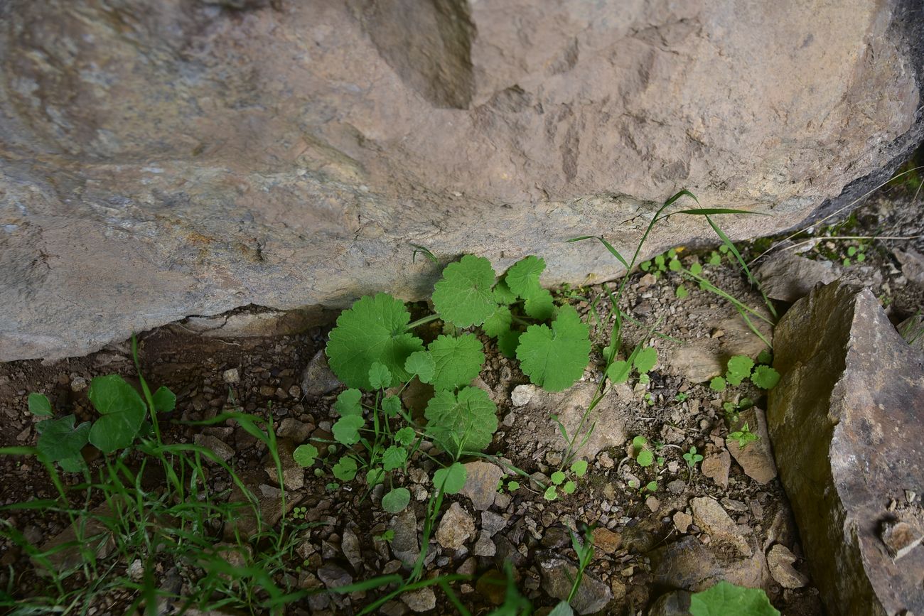 Image of Unknown species specimen.
