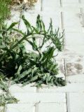Echium vulgare. Побеги. Республика Молдова, муниципалитет Кишинёв, на окраине асфальтовой дороги. 22 мая 2026 г.