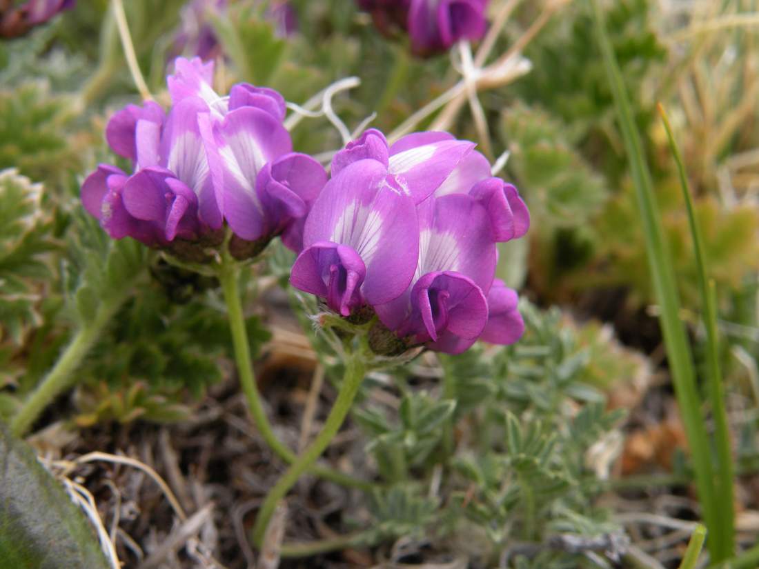 Изображение особи Oxytropis lapponica.