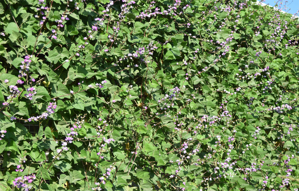 Изображение особи Dolichos purpureus.