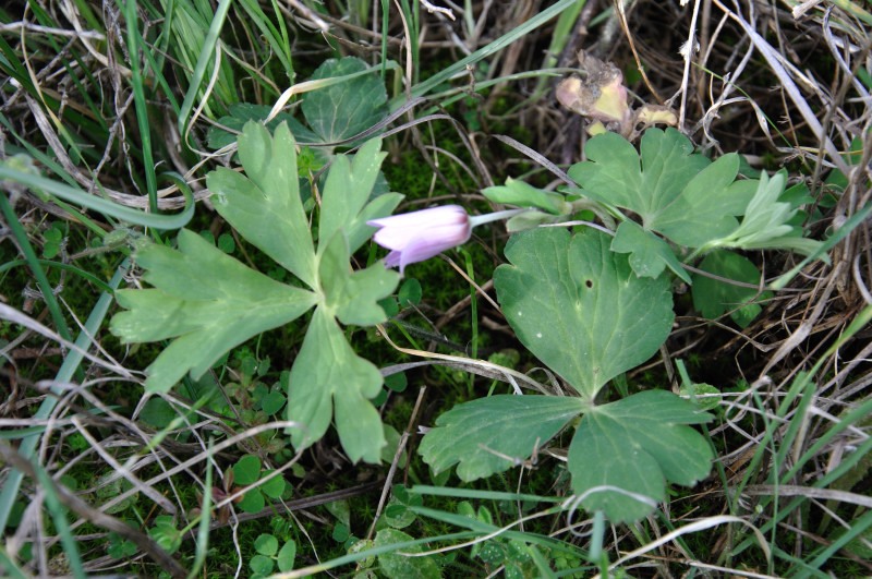 Image of Anemone hortensis specimen.