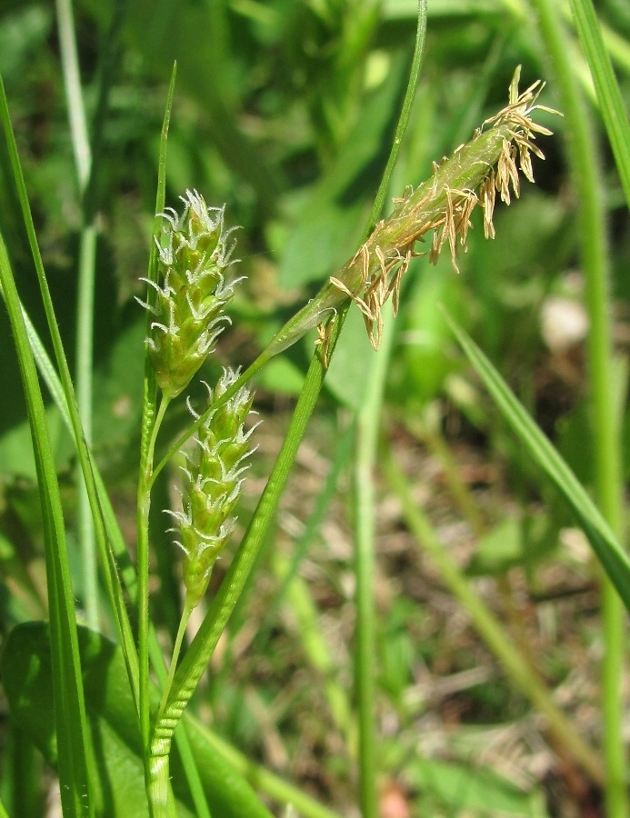 Image of Carex pallescens specimen.