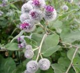 Arctium tomentosum