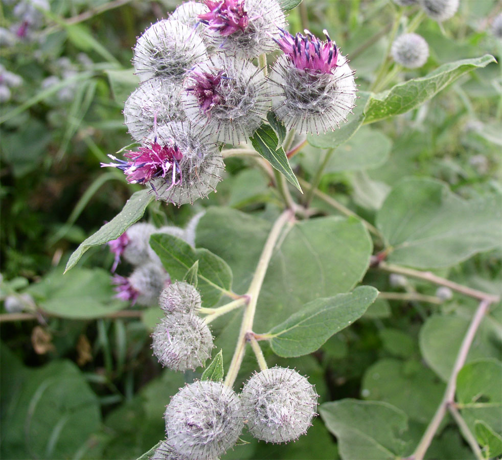 Изображение особи Arctium tomentosum.