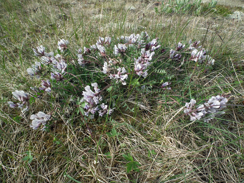 Изображение особи Oxytropis sordida.