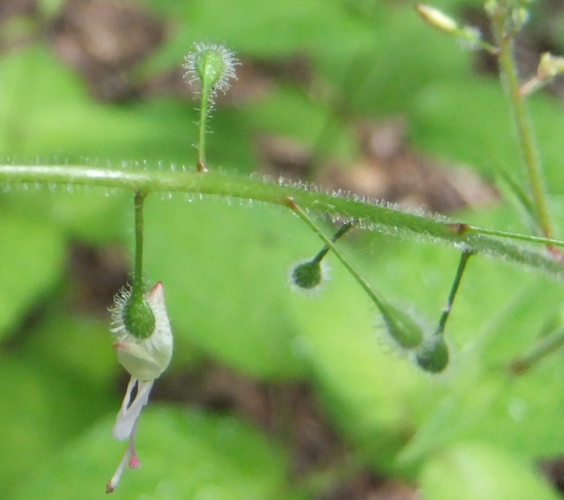 Image of Circaea lutetiana specimen.