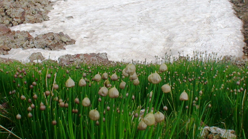 Image of Allium schoenoprasum specimen.