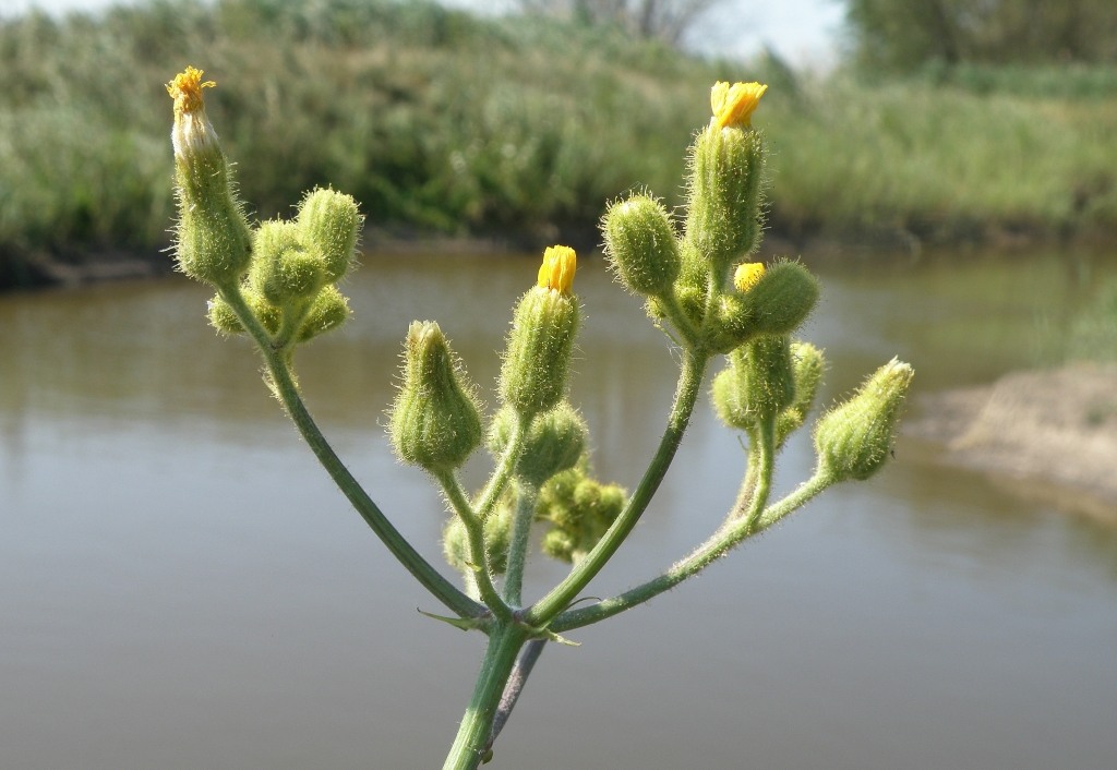 Изображение особи Sonchus palustris.