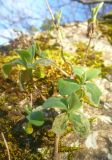 Lonicera etrusca. Молодая листва. Черноморское побережье Кавказа, окрестности Новороссийска, шибляк. 10 января 2011 г.