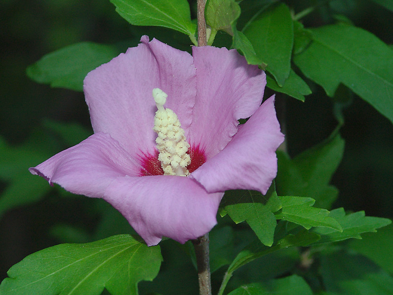 Image of Hibiscus syriacus specimen.