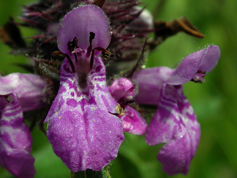 Изображение особи Stachys palustris.