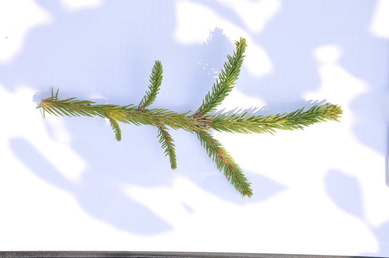 Image of Picea orientalis specimen.