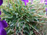 Campanula bellidifolia