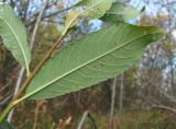 Salix × tetrapla