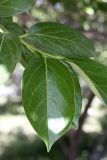 Diospyros kaki
