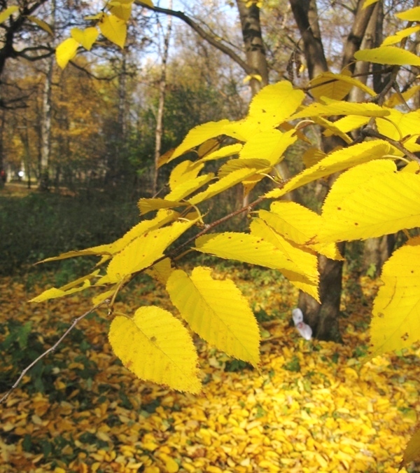 Изображение особи Betula lenta.