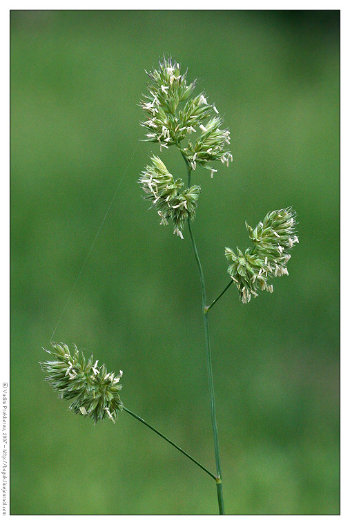 Изображение особи Dactylis glomerata.