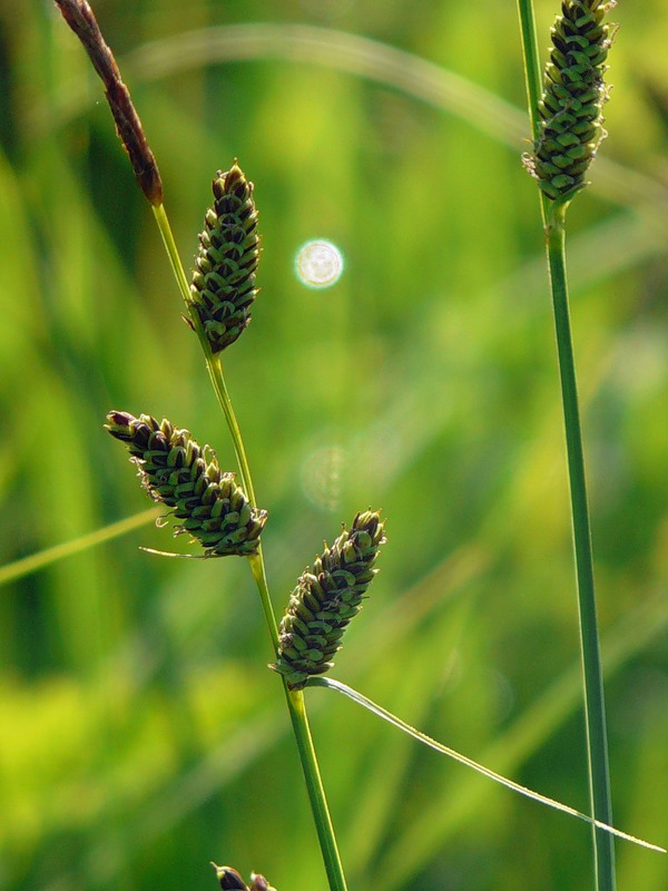 Изображение особи род Carex.