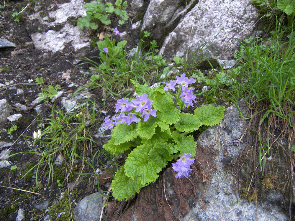 Изображение особи Primula meyeri.