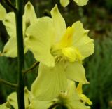 Delphinium semibarbatum