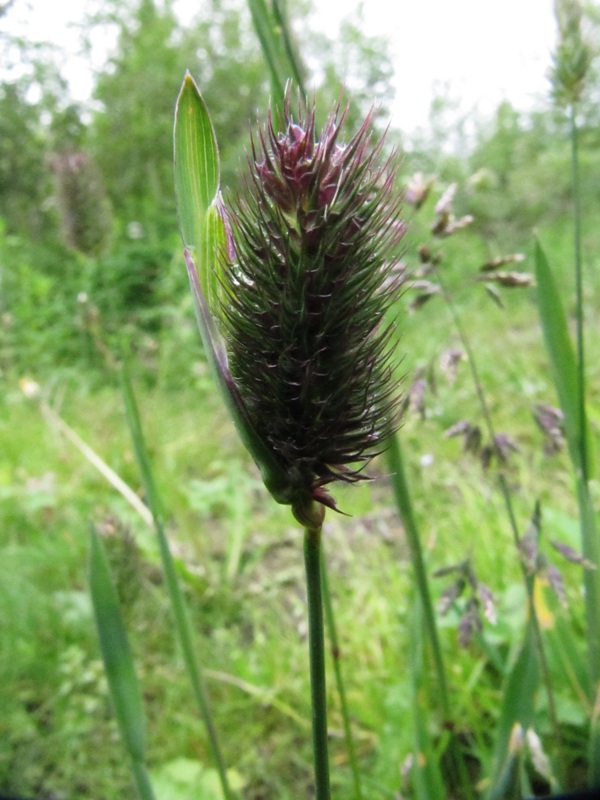 Изображение особи Phleum alpinum.