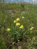 Anthyllis macrocephala