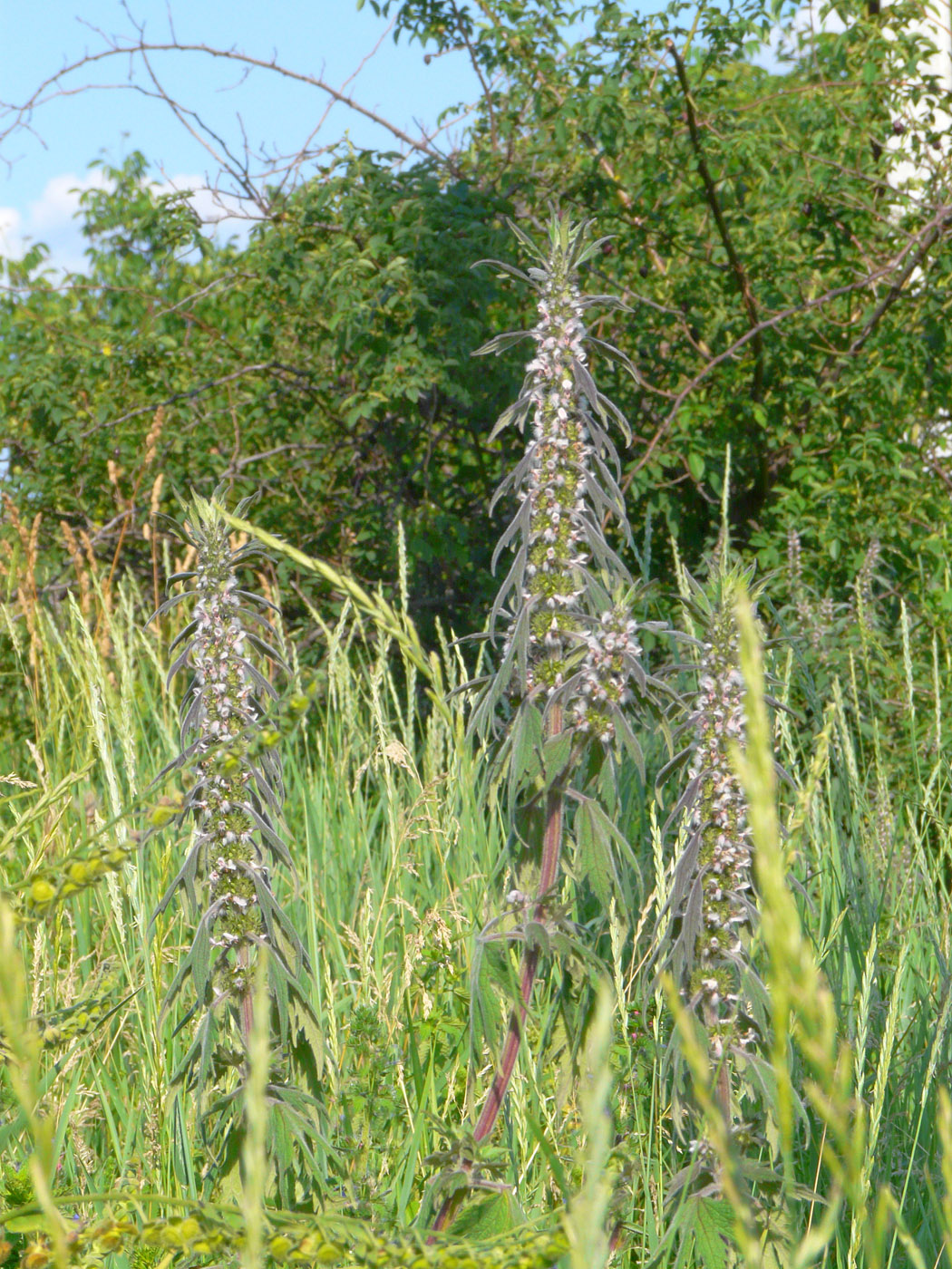 Изображение особи Leonurus quinquelobatus.