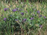 Psoralea bituminosa ssp. pontica