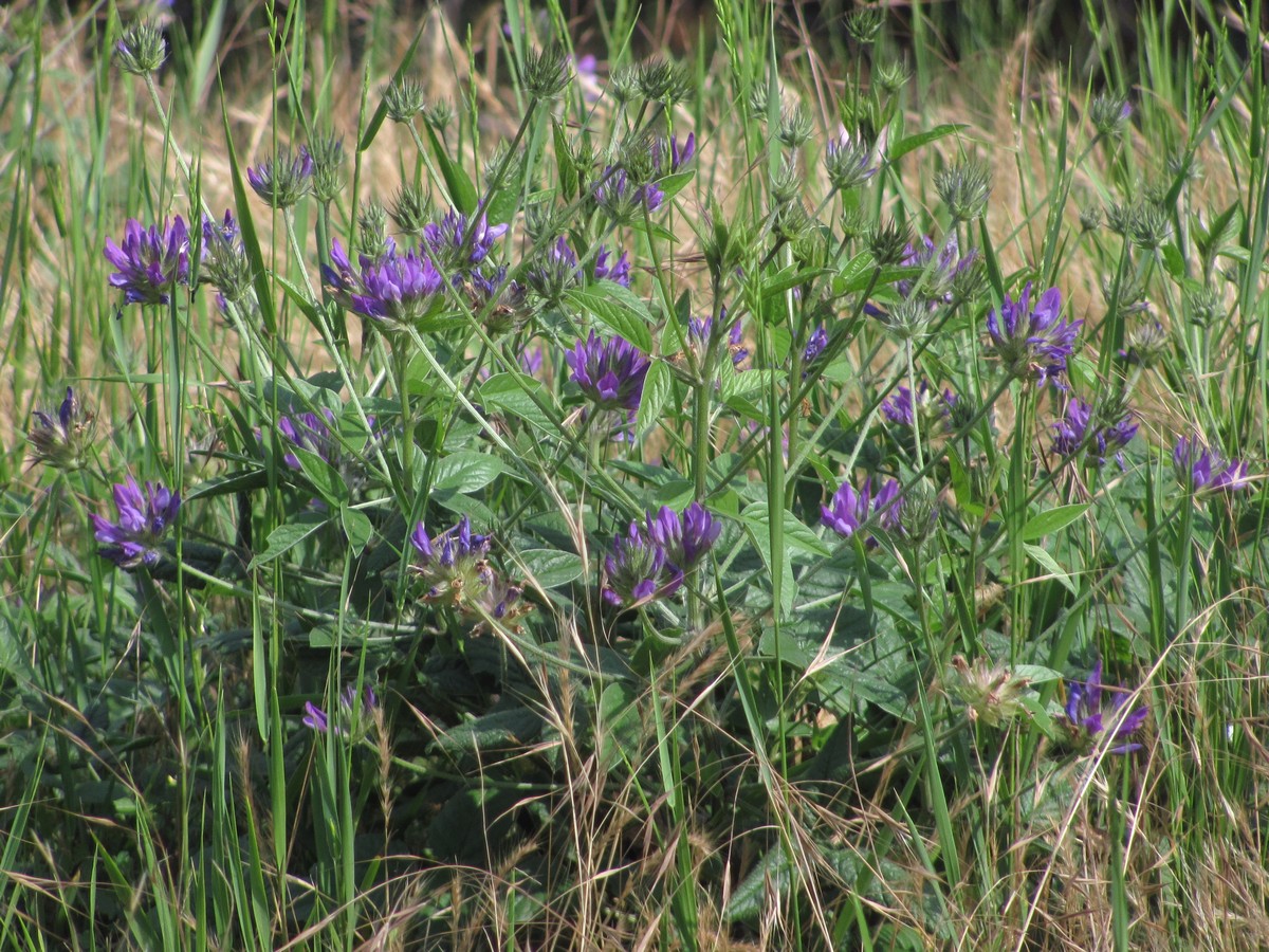 Изображение особи Psoralea bituminosa ssp. pontica.