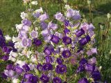 Campanula medium. Соцветия. Московская обл., дачный участок. 01.07.2001.